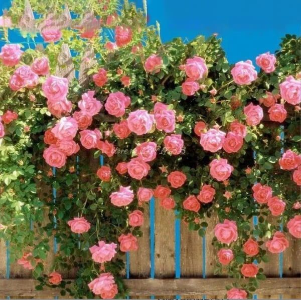 EverGlow Climbing Roses (Buy 1 Get 1 Free)