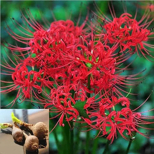 🌈 Spider Lily Bulbs-Multicolor