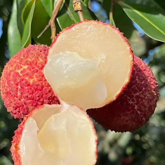 Seedless Lychee Seeds