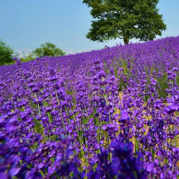 Premium Lavender Seeds