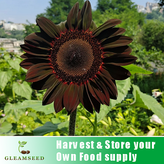 Chocolate Cherry Sunflower Seeds