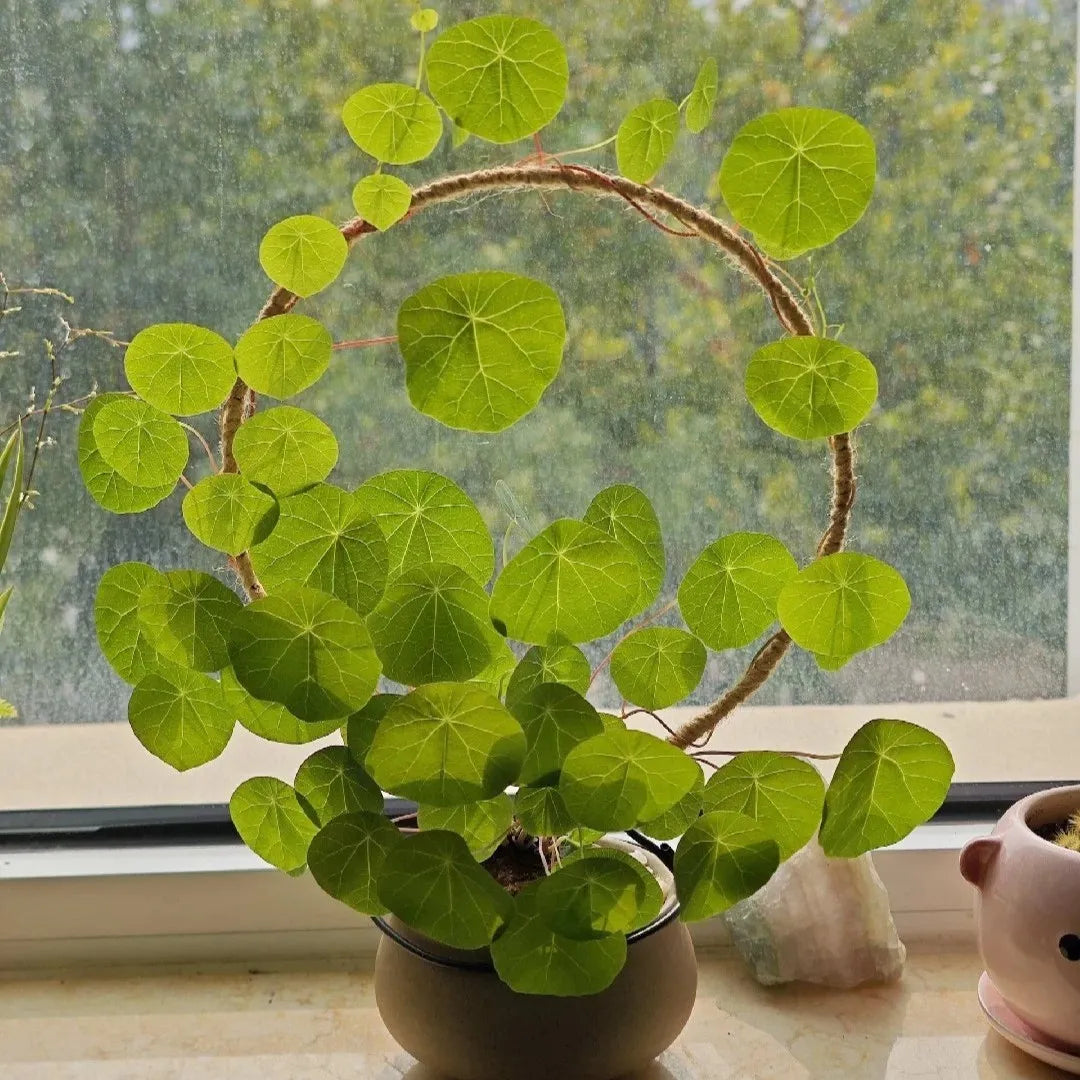 Stephania Erecta: The strongest houseplant for lazy people (Buy 1 Get 1 Free)