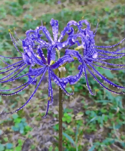 🌈 Spider Lily Bulbs-Multicolor