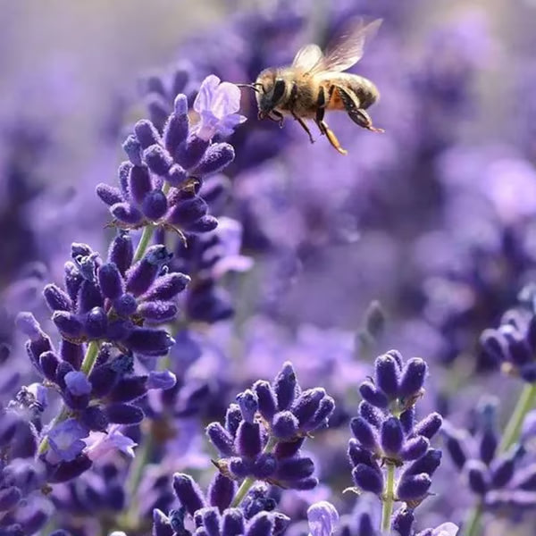 Premium Lavender Seeds