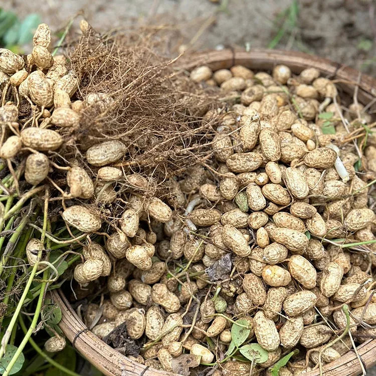 High-Yield Peanuts Seeds