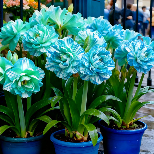 Rare Double Daffodil Bulbs (Pack of 8)