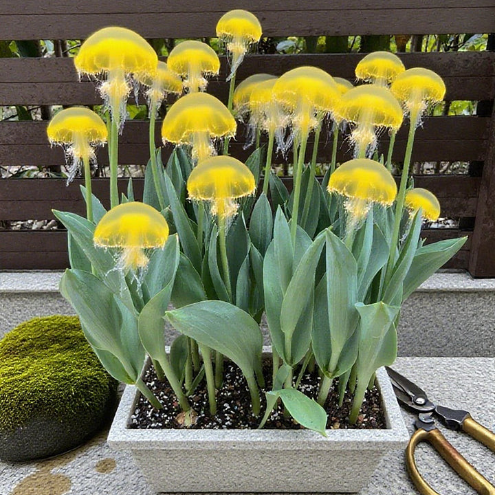 Jellyfish Flowers Seeds