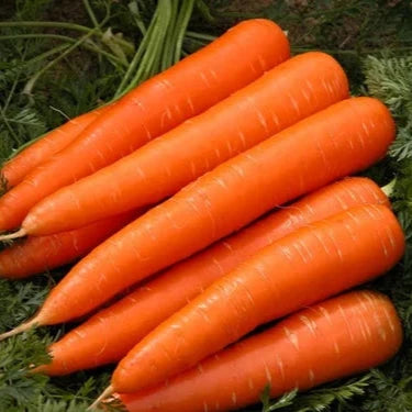 Sweet Carrot Seeds