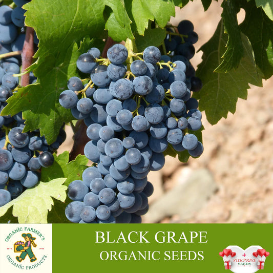 Giant Black Grapes Seed