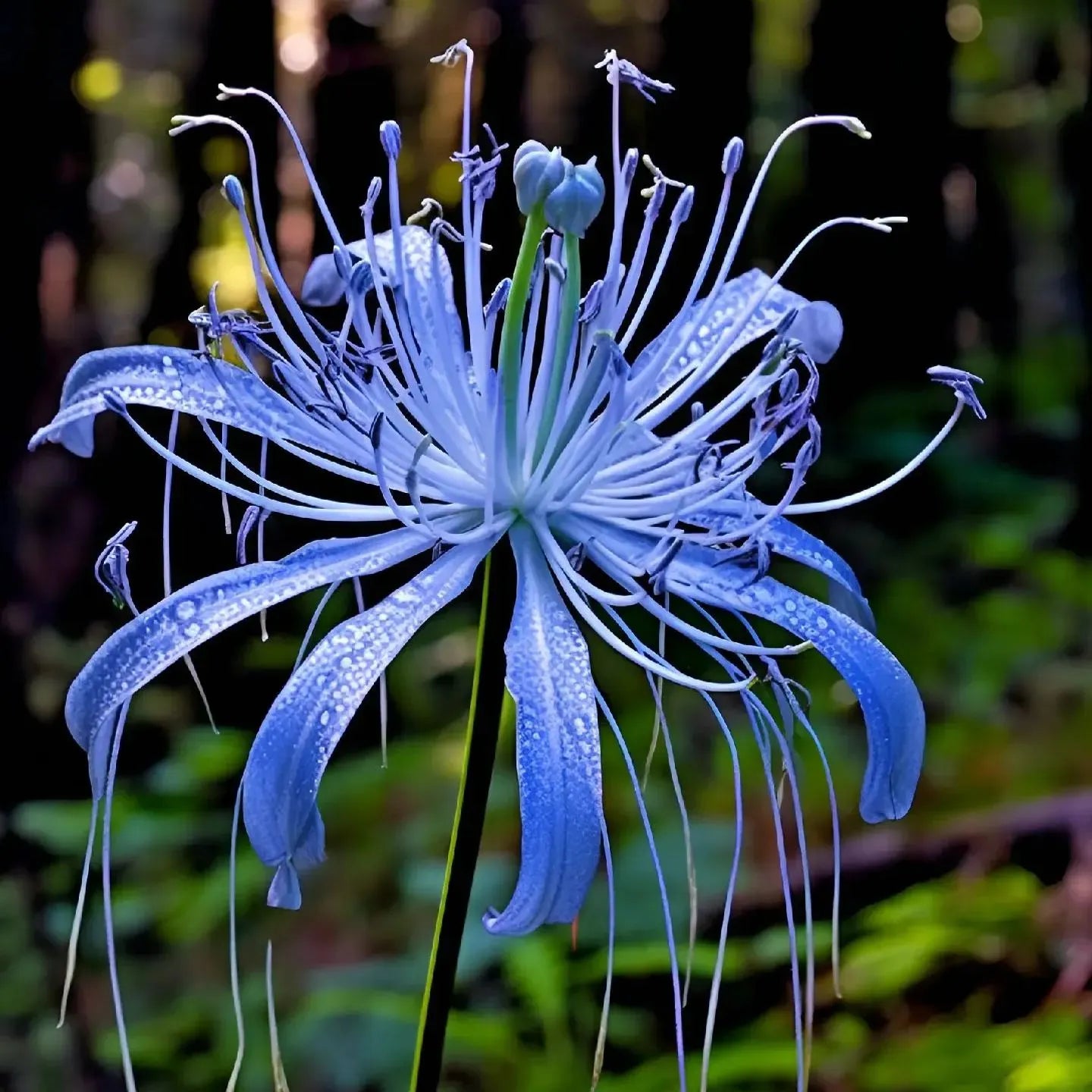 🌈 Spider Lily Bulbs-Multicolor