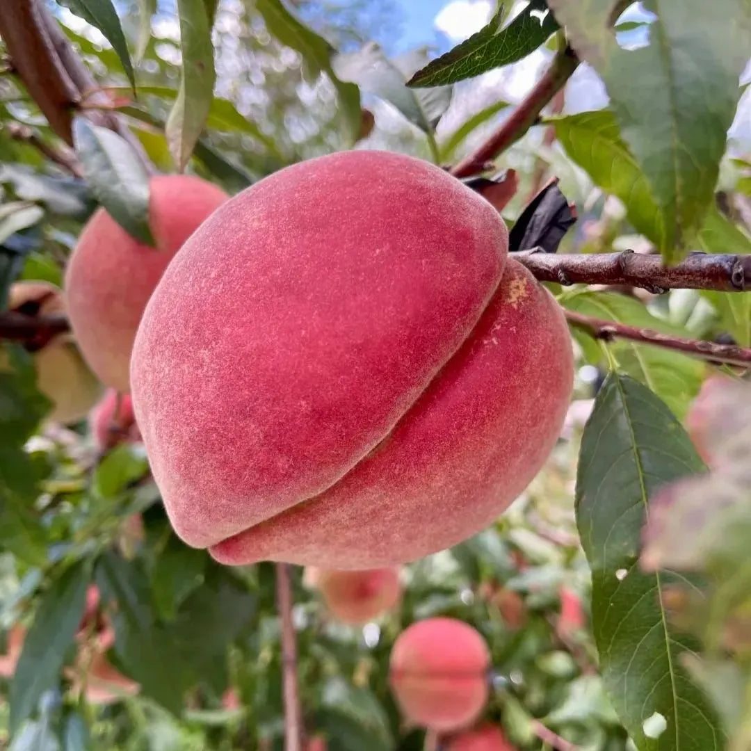 Exotic Peach Seeds