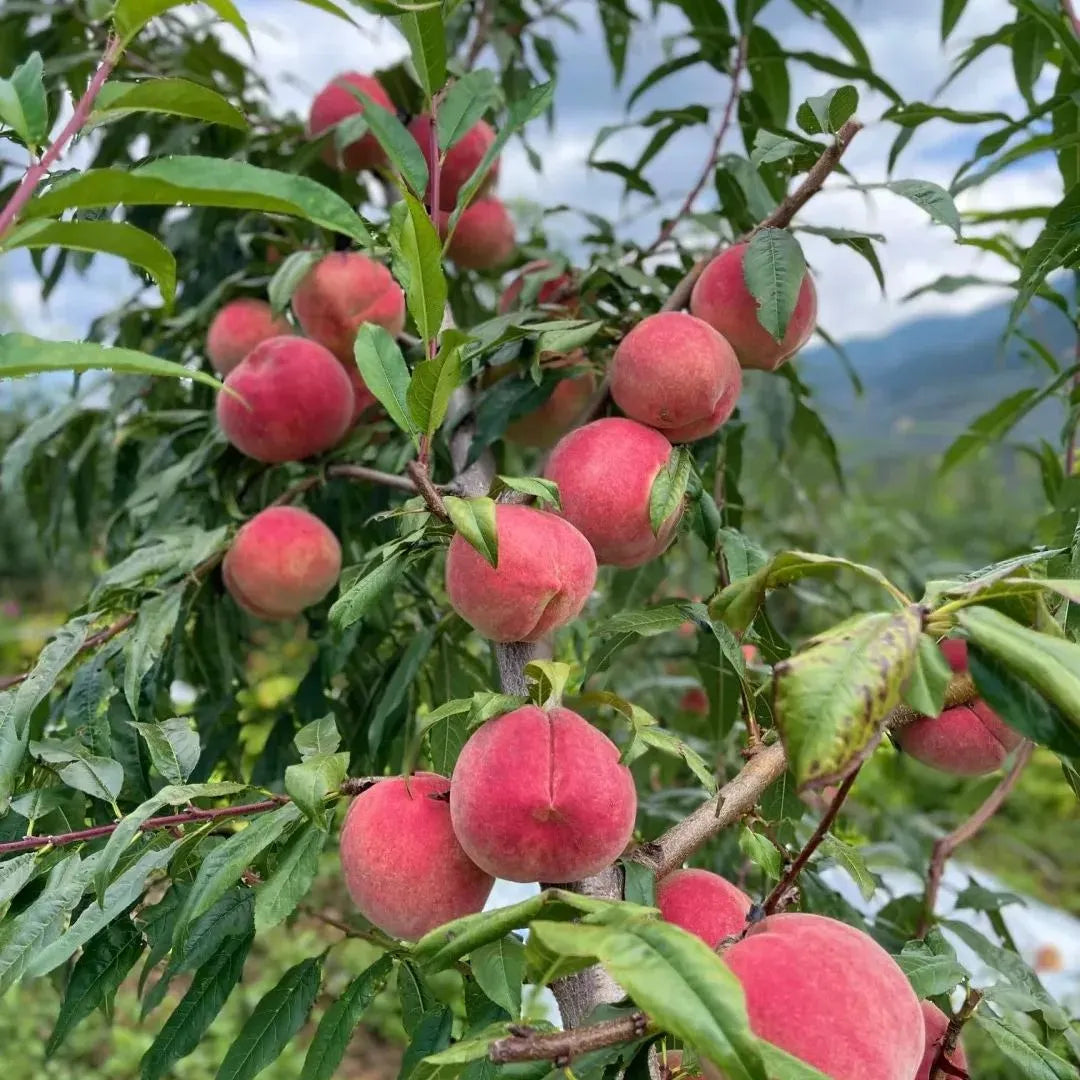 Exotic Peach Seeds