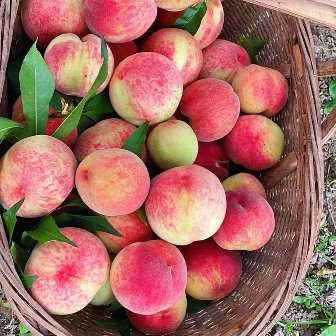 Exotic Peach Seeds