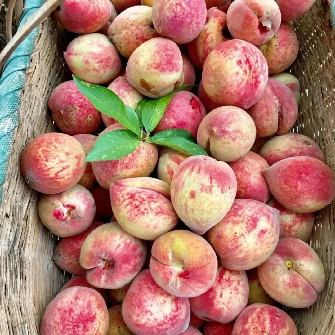 Exotic Peach Seeds