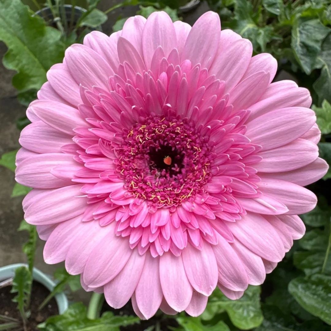 Gerbera Mix Flowering Seeds🌼