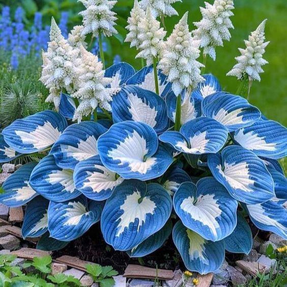 Evergreen Hardy Hosta Seeds
