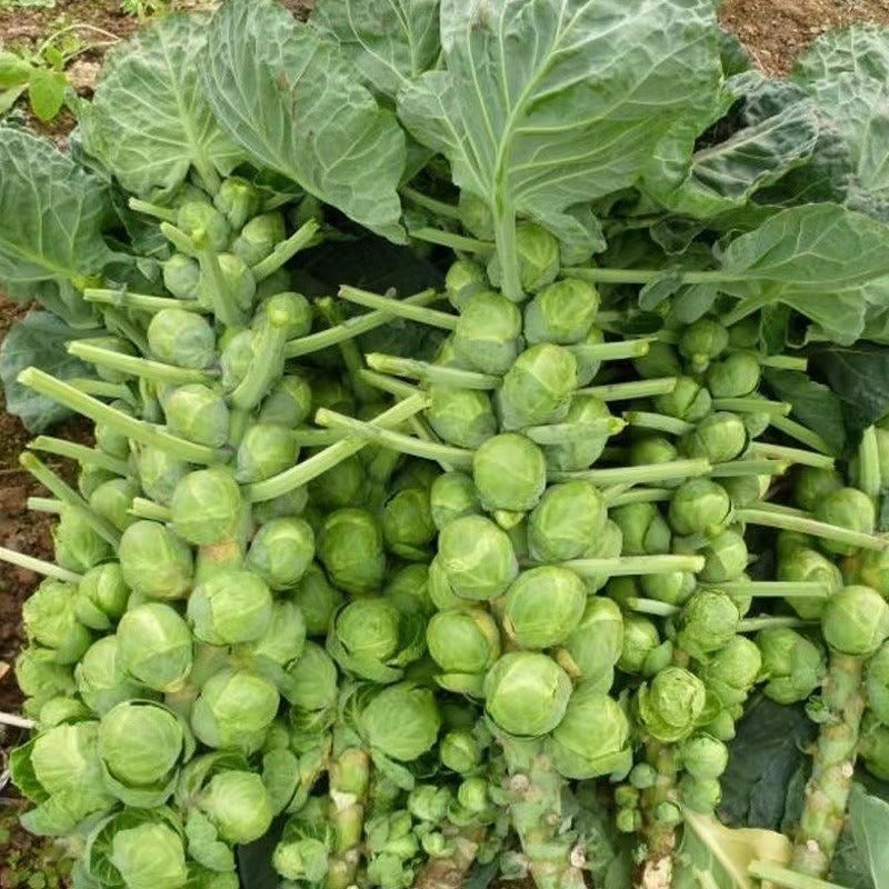 Fast-Grow Mini Cabbage Seeds