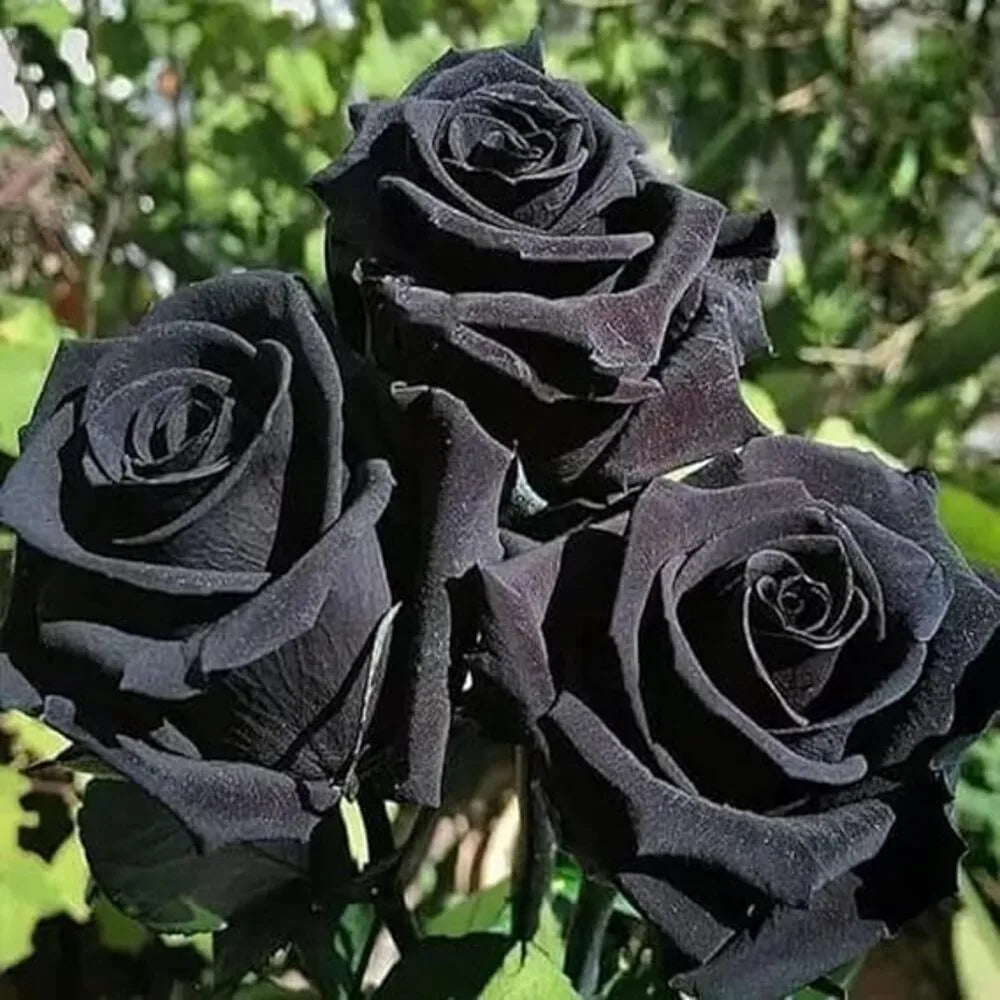 Black Rose Seeds + Free Plant Growth Serum