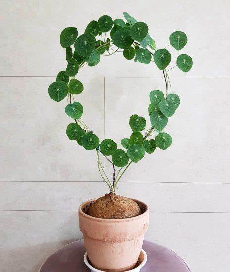 Stephania Erecta: The strongest houseplant for lazy people (Buy 1 Get 1 Free)