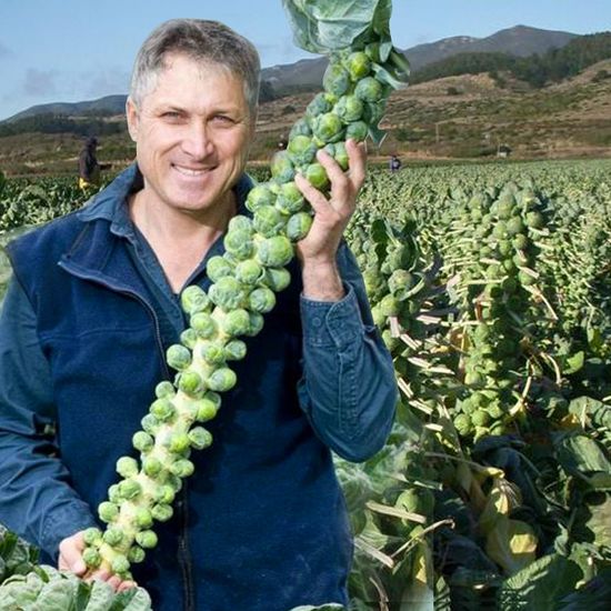 Fast-Grow Mini Cabbage Seeds