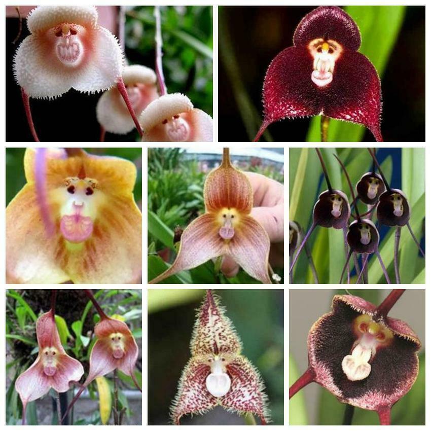 Monkey Face Flower Seeds