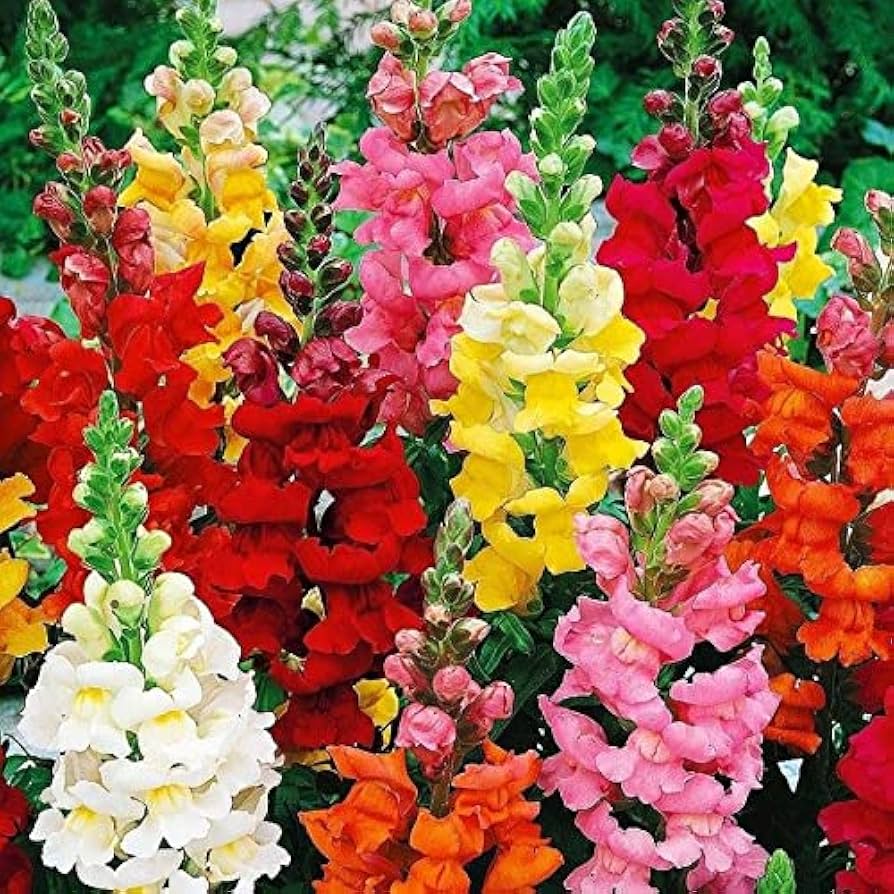 Snapdragon Seeds (Free Pot Mixture 100 gm)