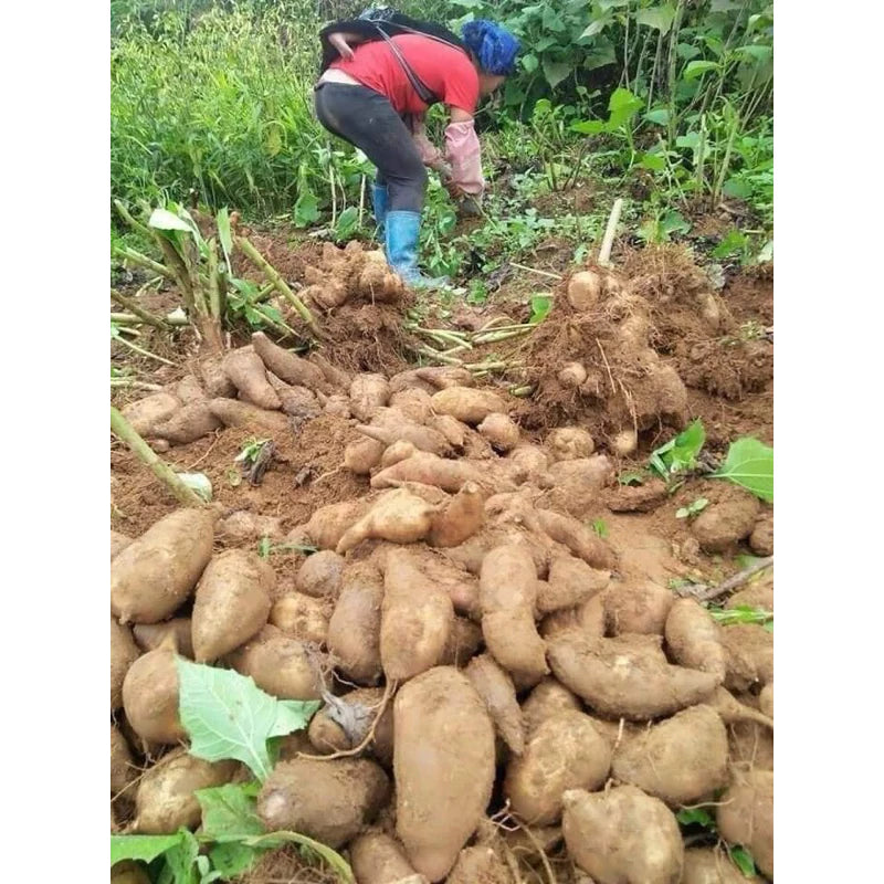 Japanies Ginseng Seeds