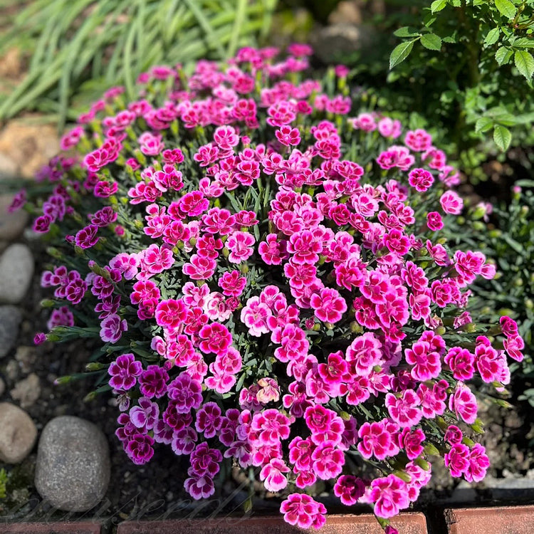 Dianthus Barbatus Seeds + Free Pot Mixture