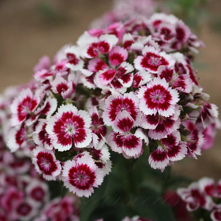 Dianthus Barbatus Seeds + Free Pot Mixture