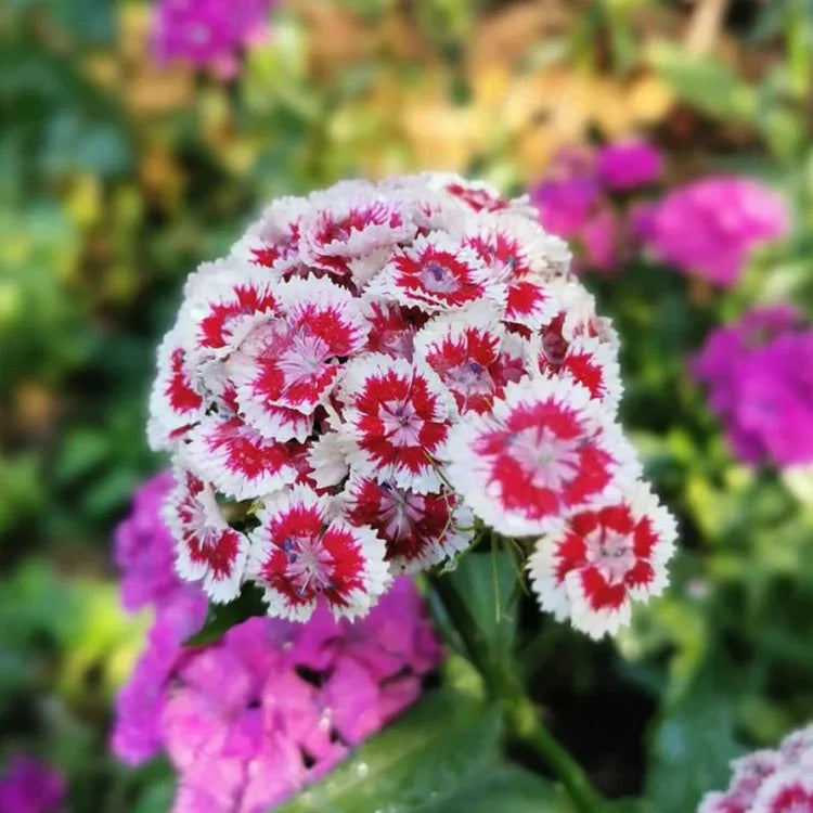 Dianthus Barbatus Seeds + Free Pot Mixture