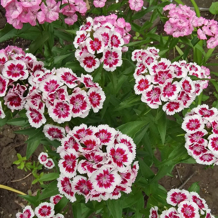 Dianthus Barbatus Seeds + Free Pot Mixture
