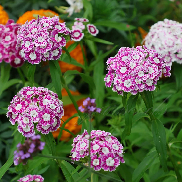 Dianthus Barbatus Seeds + Free Pot Mixture