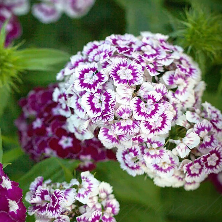 Dianthus Barbatus Seeds + Free Pot Mixture