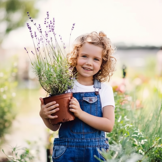 Premium Lavender Seeds